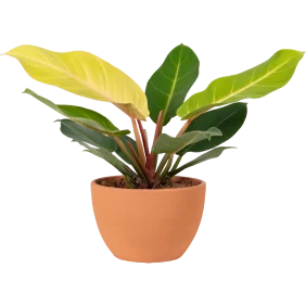 aglonema